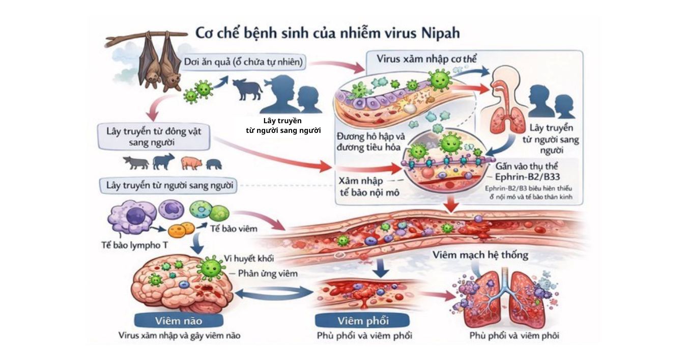 Cơ chế Nipah