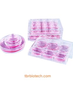 Đĩa nuôi cấy tế bào phủ Poly-D-Lysine