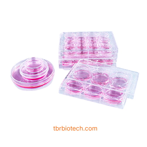 Đĩa nuôi cấy tế bào phủ Poly-D-Lysine